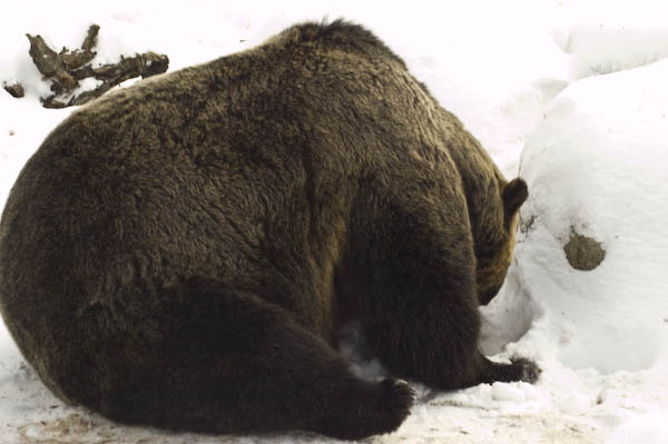grizzly_bears_nov_11-6