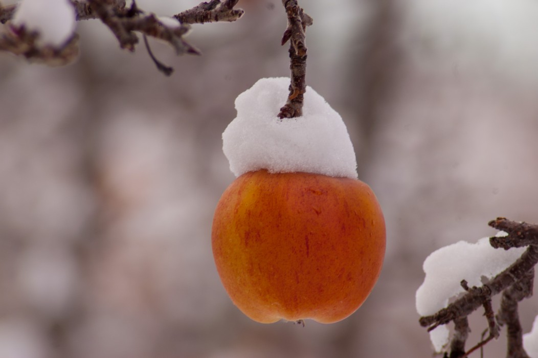 Snow Apple Geoffrey Lee Photography