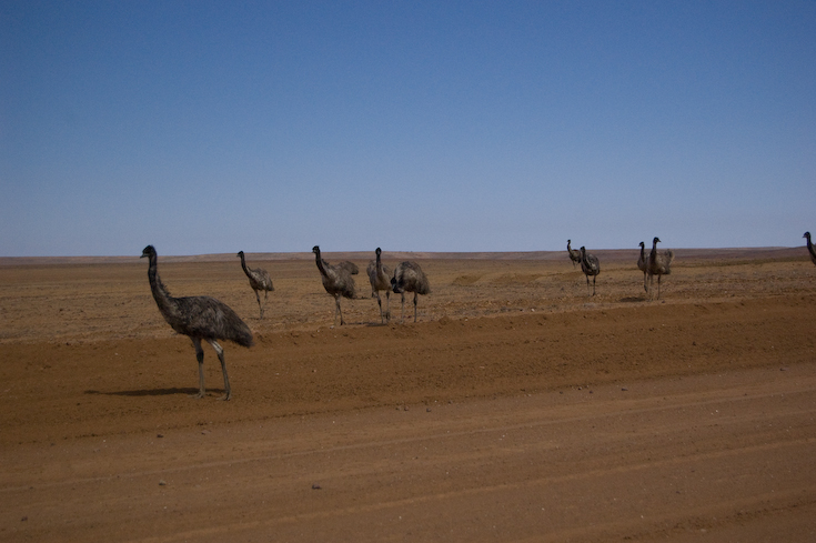 birdsville_1_47