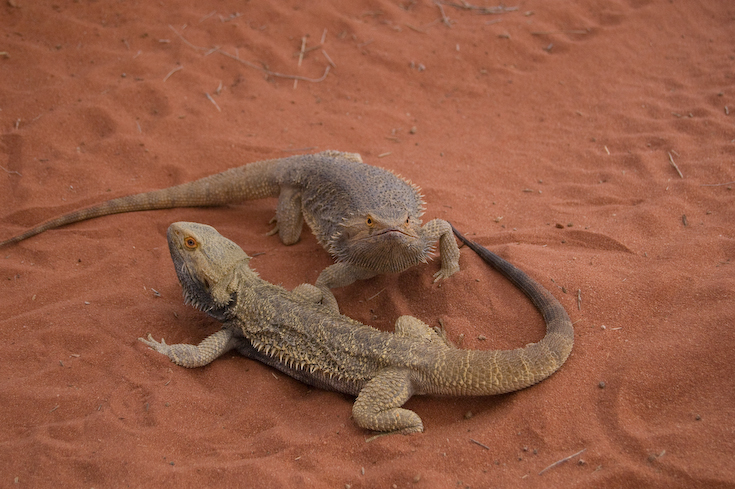 birdsville_1_95