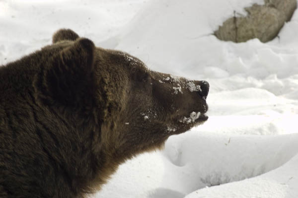 grizzly_bears_nov_11-16