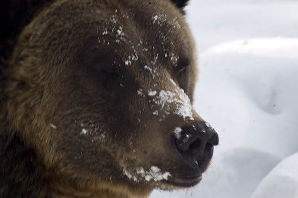 grizzly_bears_nov_11-17