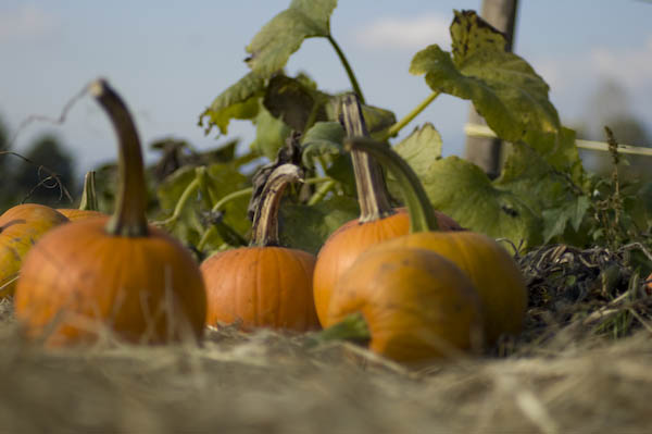 pumpkin_patch_oct_11-42